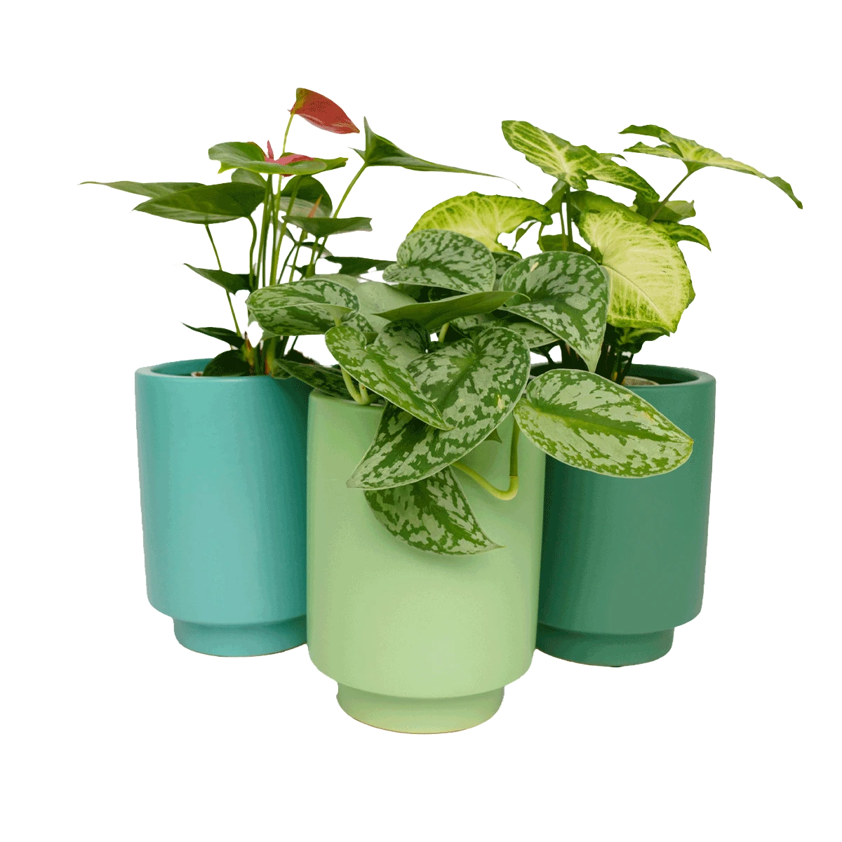 Jungalow Kelly Green Kaya Vase By Justina Blakeney™ - Image 4